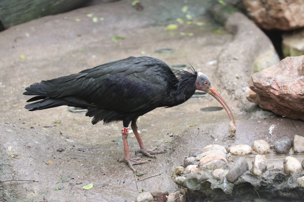 Ibis eremita - Northern Bald Ibis